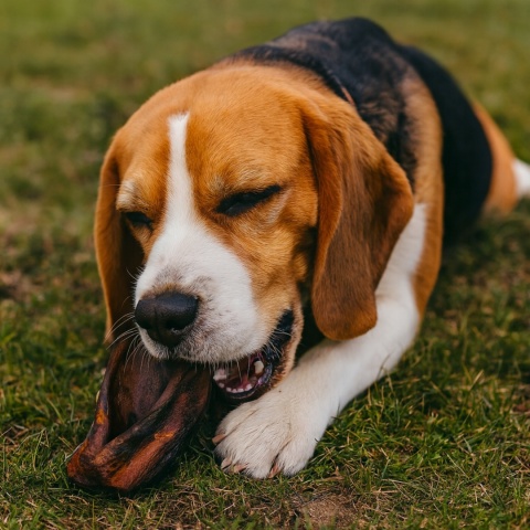 Przysmak dla psa Ucho Dzika bez włosa 2 szt GACZOO naturalny gryzak