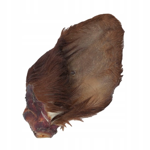 Przysmak dla psa Ucho Wołowe z włosem 1 szt GACZOO naturalny gryzak