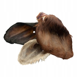 Przysmak dla psa Ucho Wołowe z włosem 10 szt GACZOO naturalny gryzak