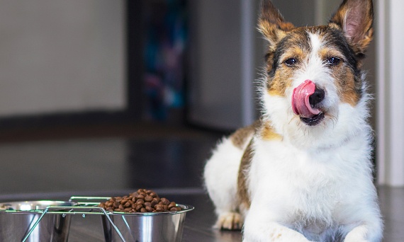 Alergia pokarmowa u psa – jak ją rozpoznać i jak dobrać odpowiednią dietę?