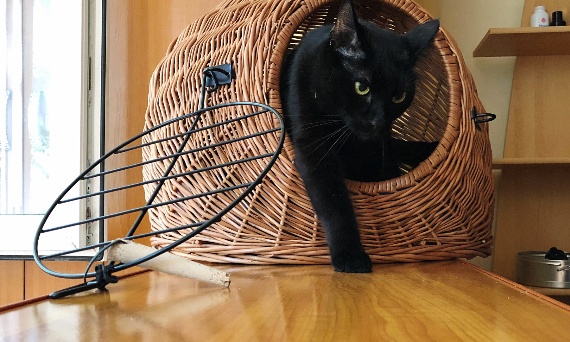 Dlaczego kot drapie meble i jak temu zapobiec – poradnik dla właścicieli