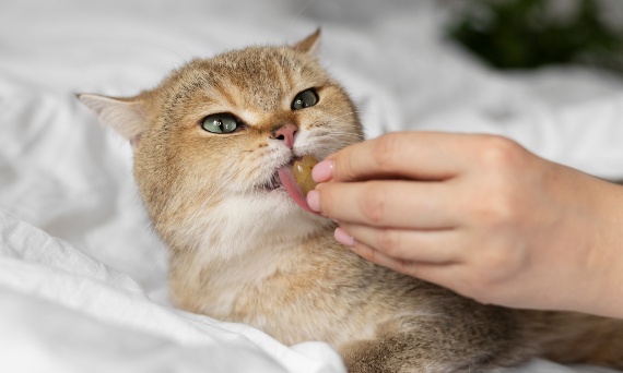 Dlaczego kot przestał jeść? Możliwe przyczyny