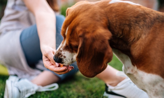 Jak dobrać odpowiednią karmę dla psa krok po kroku