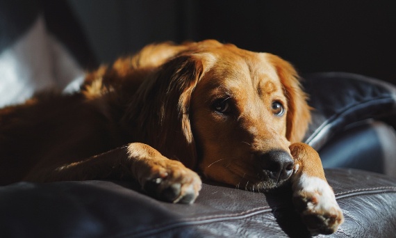 Jak nauczyć psa zostawania samemu w domu bez stresu