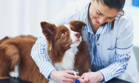 Jak przygotować zwierzę na wizytę u weterynarza – bez stresu