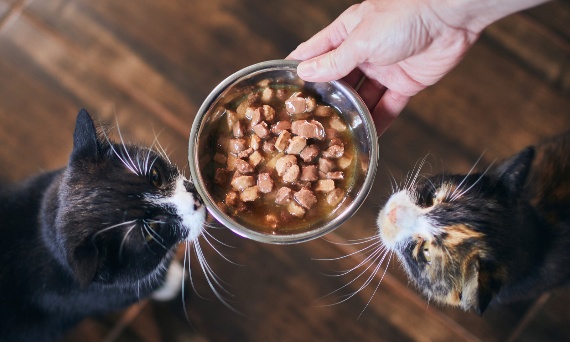 Jak stopniowo wprowadzić karmę bezzbożową do diety kota?