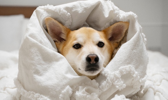 Jak zadbać o odporność psa przez cały rok