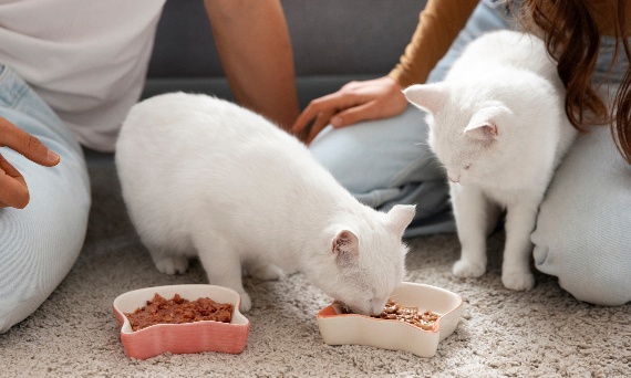 Jak zmieniać karmę kota, by uniknąć problemów żołądkowych