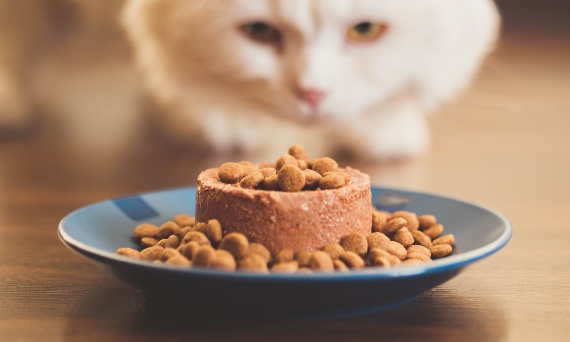 Karma mokra czy sucha – co wybrać dla swojego kota