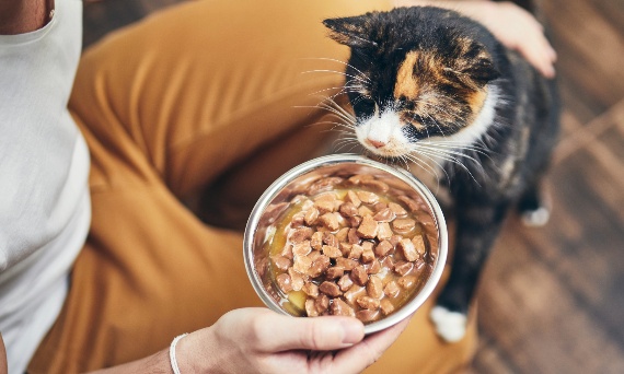 Najczęstsze błędy przy wprowadzaniu karmy bezzbożowej u kotów