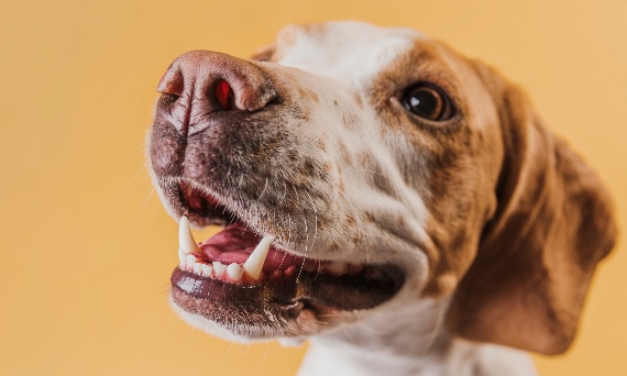 Jak zapachy wpływają na zachowanie psa? aromaterapia i nos jako najważniejszy zmysł