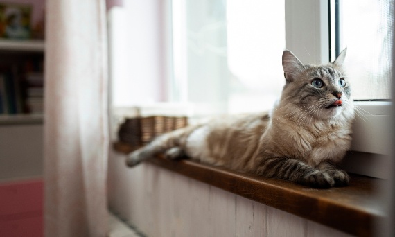 Jak koty komunikują się z ludźmi? Naukowe spojrzenie na koci język