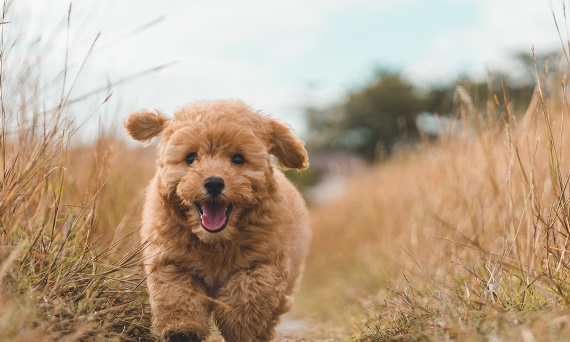 Pudel miniaturowy – kompletny przewodnik: charakter, pielęgnacja, zdrowie i wychowanie