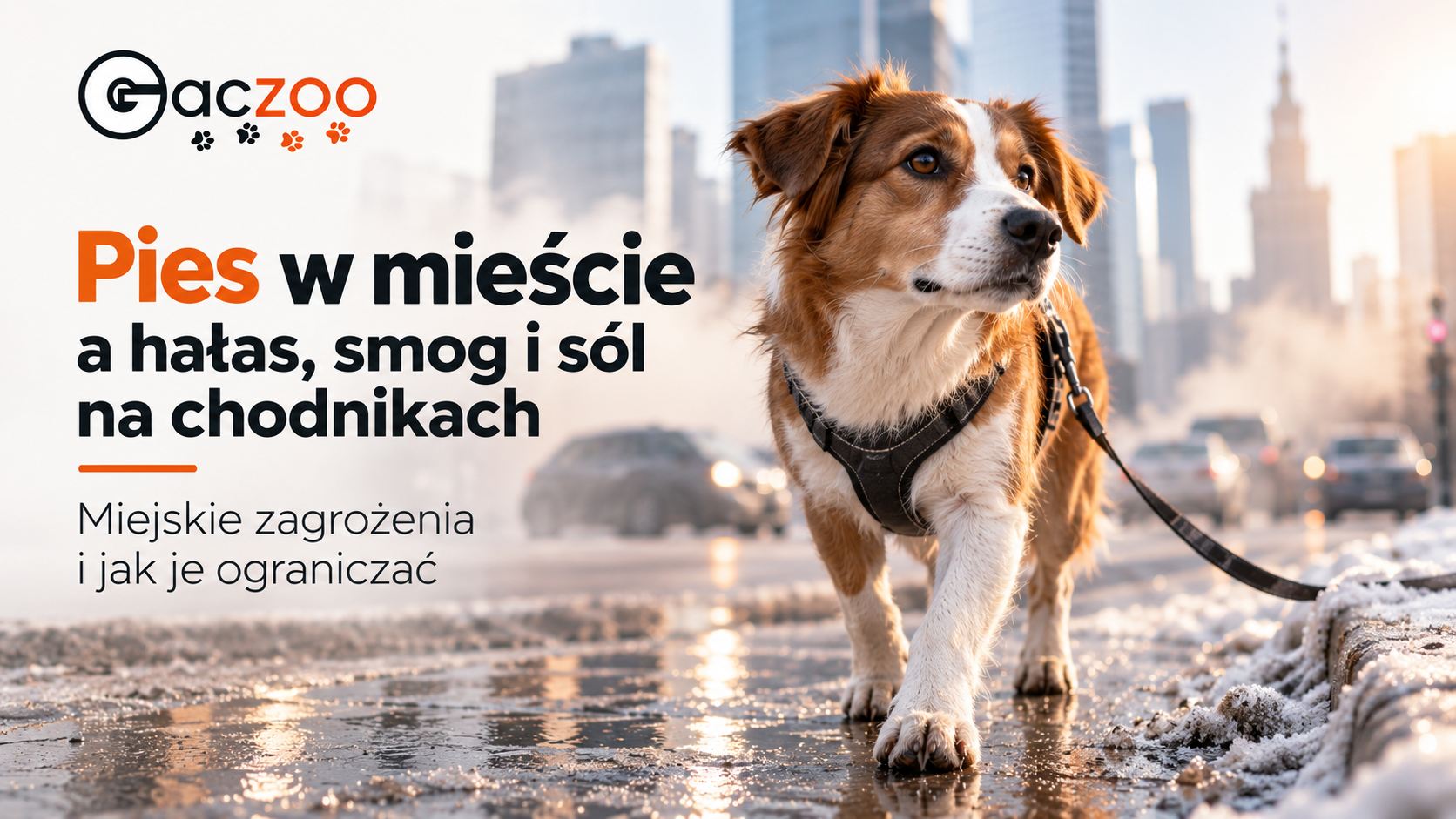 Pies w mieście a hałas, smog i sól na chodnikach - miejskie zagrożenia i jak je ograniczać